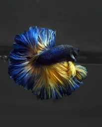 Blue Mustard Gas Rosetail Halfmoon