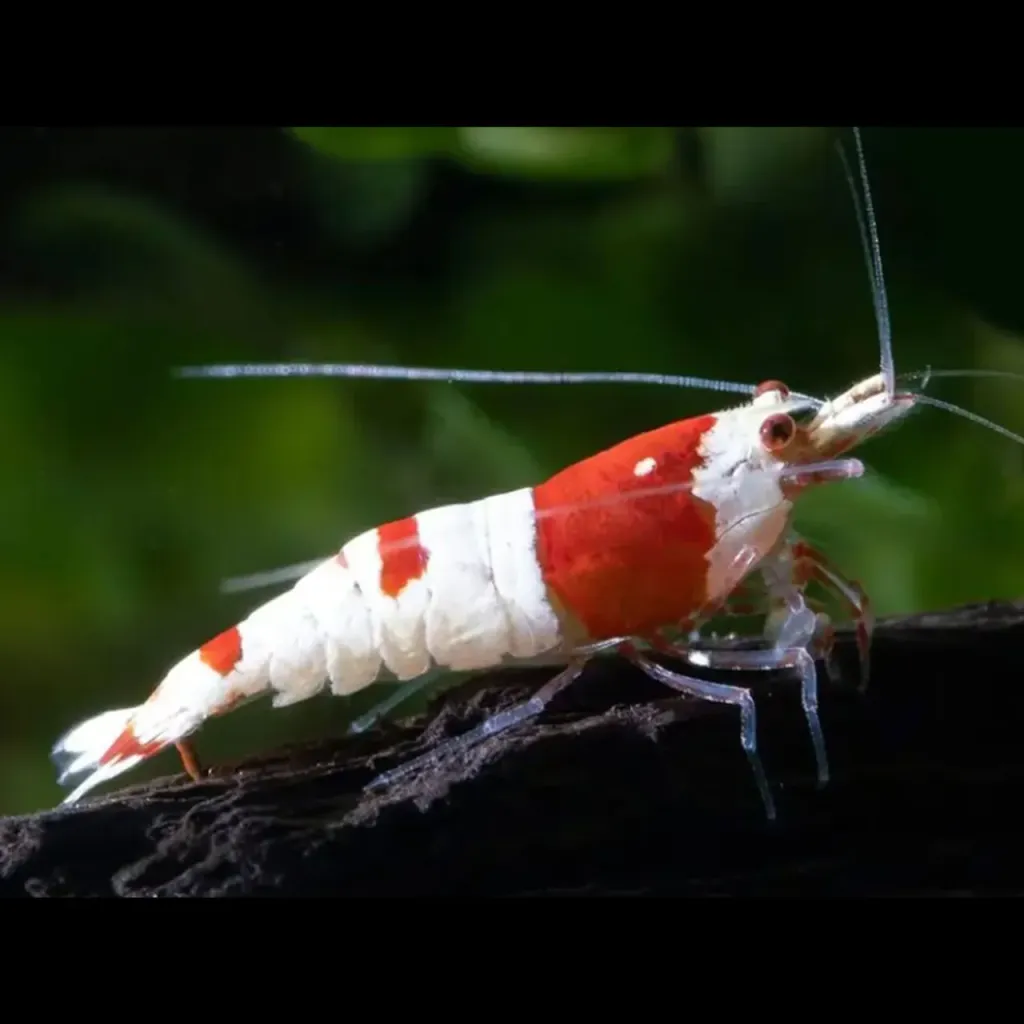 En Güzel Caridina Karidesi