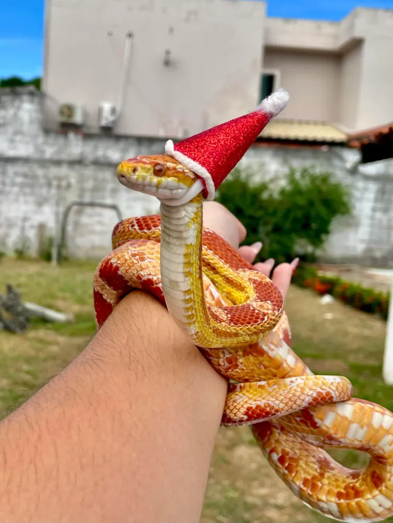 En Güzel Mısır Yılanı