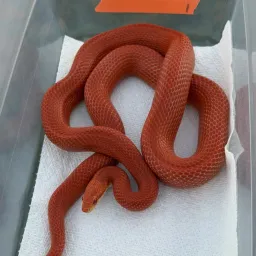 Cayenne Fire Corn Snake