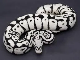 En Güzel Ball Python Morphları