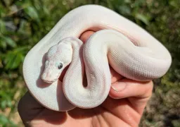 Blue Eyed Leucistic