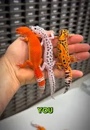 En Güzel Leopard Gecko Morphu