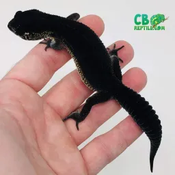 Black Night