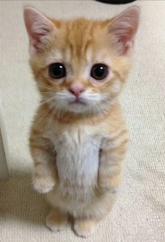 Your favorite animal