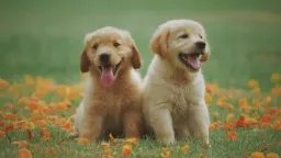 Golden Köpek