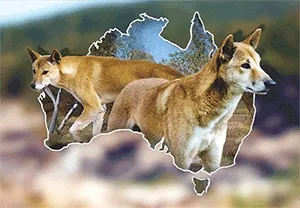 What’s best Dingoes!