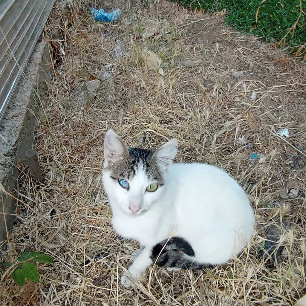 En tatlı kedi ve bir kaç hayvan