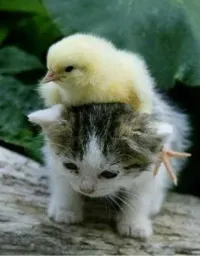 Kedi ve civcivcikk
