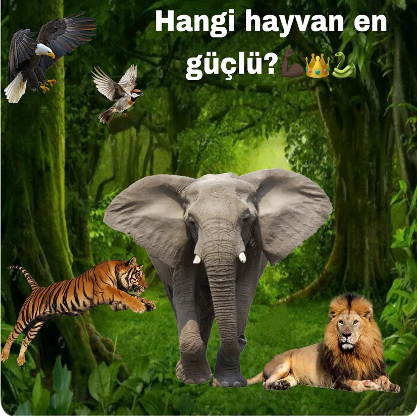 1v1 hayvanlar
