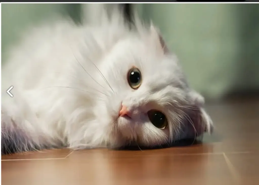 Kedi