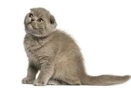 Scottish fold