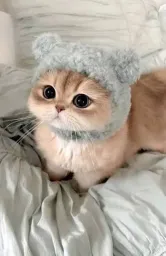 Yavru kedi 🐈