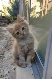 Kedi