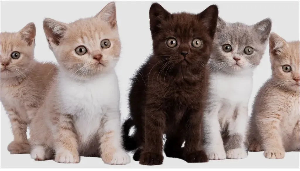 Hangi kedi daha tatlı♡
