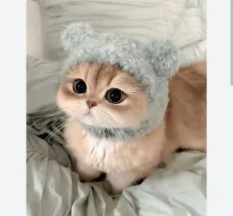 Kedi masum