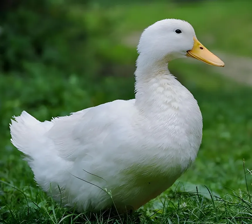 Copa Pato