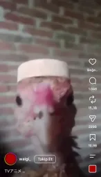 Takkeli tavuk