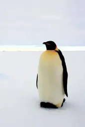 Emperor Penguin