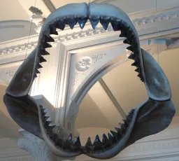 Megalodon (?)