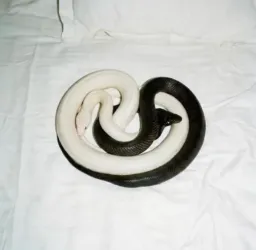 Yin Yang