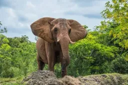 Elephant 