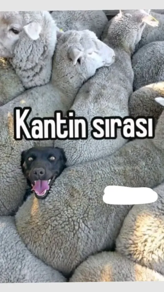 En komik hayvan görselleri