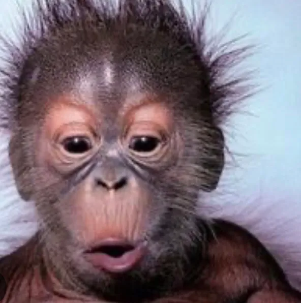En iyi maymun goril orangutan karışık