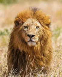 Africa Lion