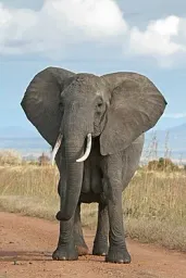 afrika fili