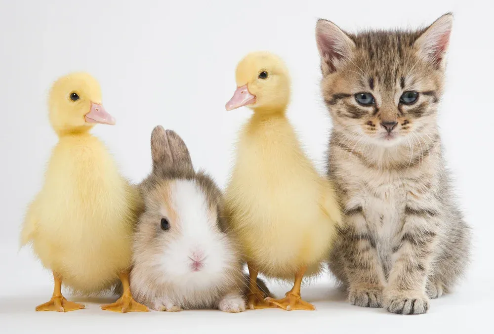 The Cutest Baby Animal
