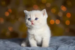 Kitten