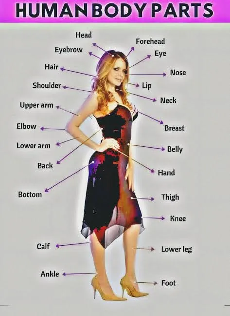Best Women's Body Part