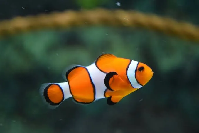Sea Creatures