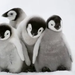 penguin – penguen