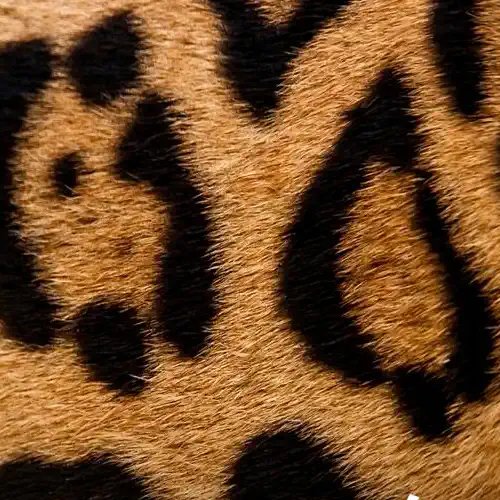 Jaguares