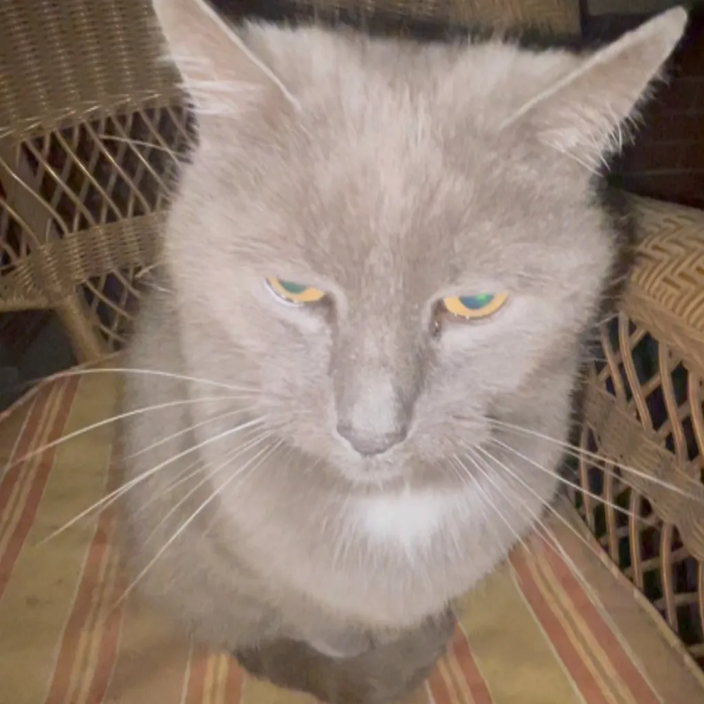 Nokki
