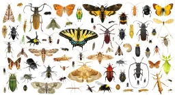 Quiz Entomologia Geral