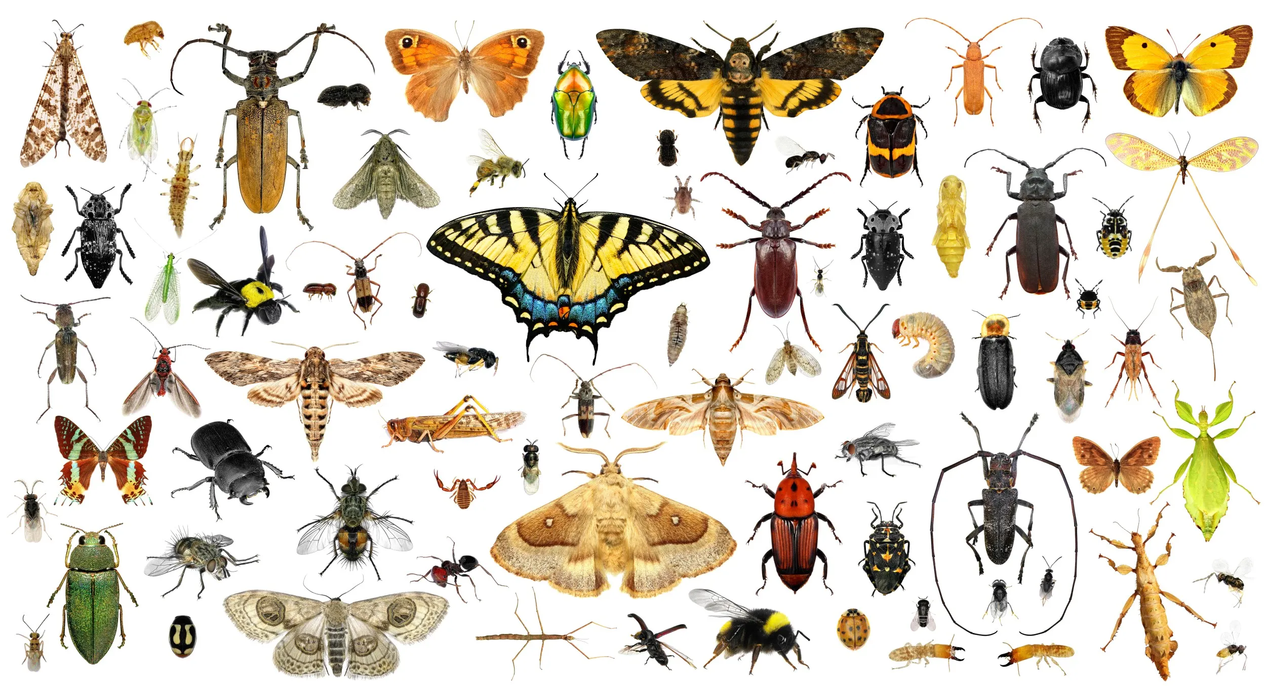 Quiz Entomologia Geral