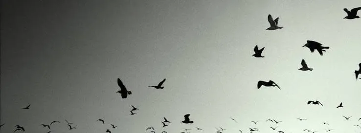 Müzik Yarışması
