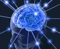 Neuroanatomie