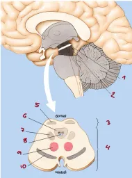 Neuroanatomie II