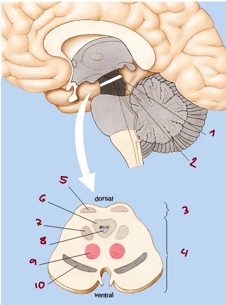 Neuroanatomie II