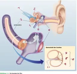 Neuroanatomie III 
