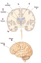 Neuroanatomie IV