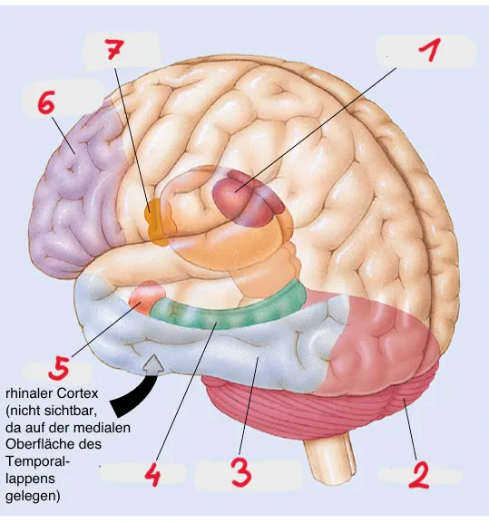 Biopsychologie