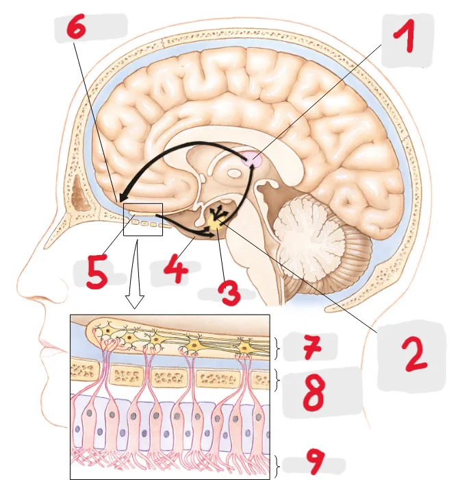 Biopsycho