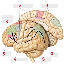 Biopsycho