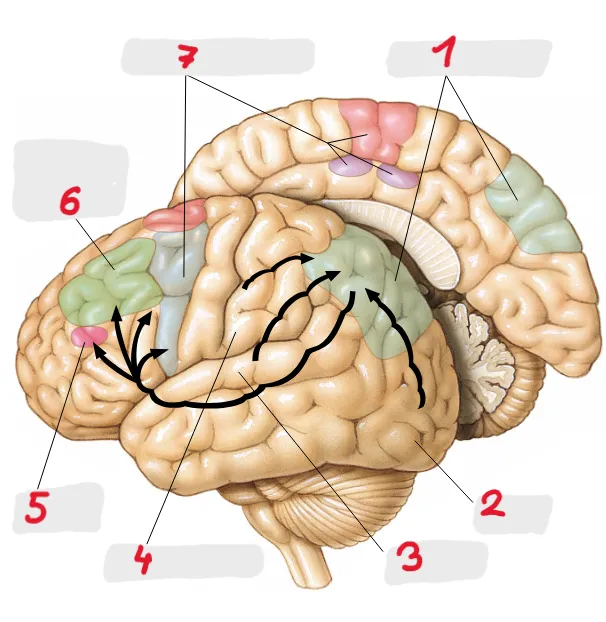 Biopsycho