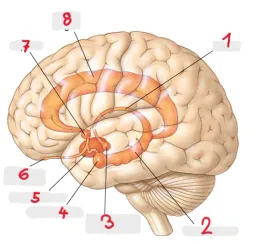 Biopsycho 